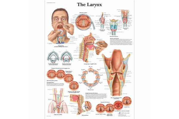 anatomie nek hals
