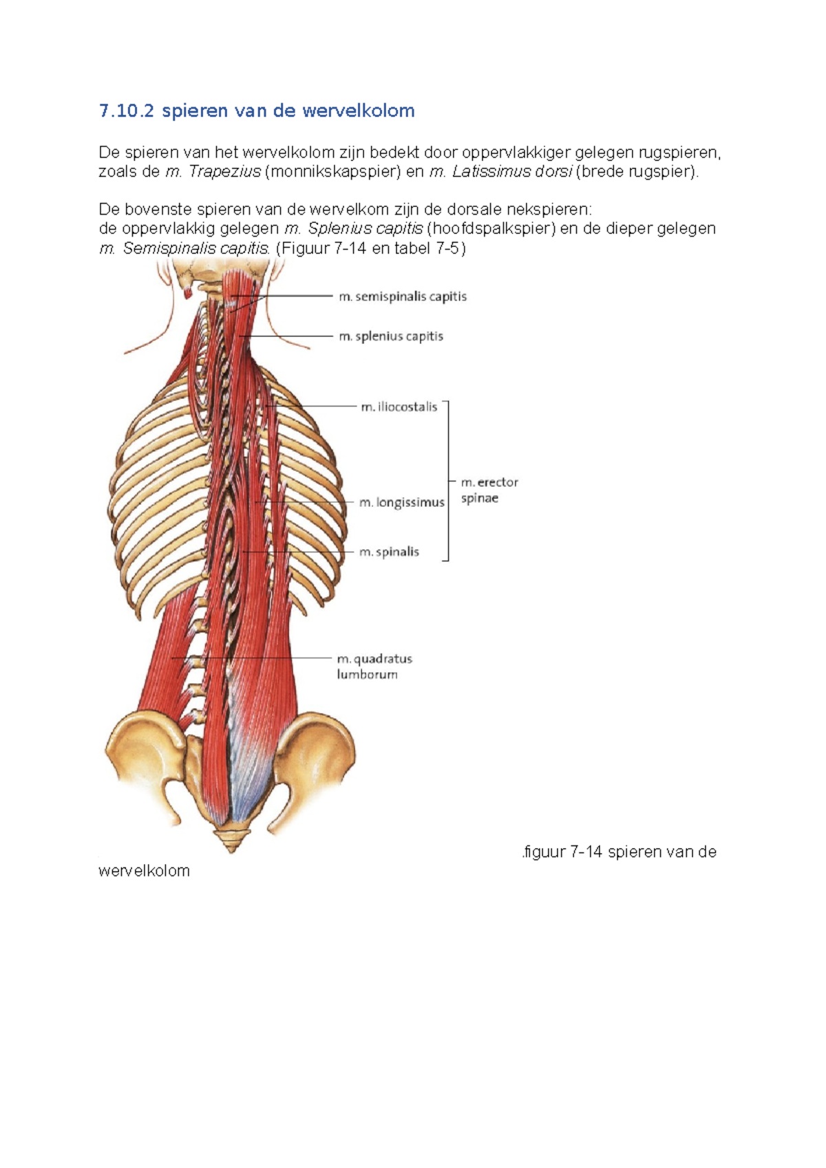 anatomie nek spieren