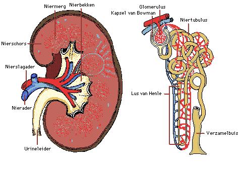 anatomie nier latijn