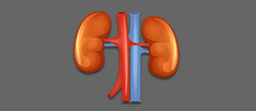 anatomie online nl