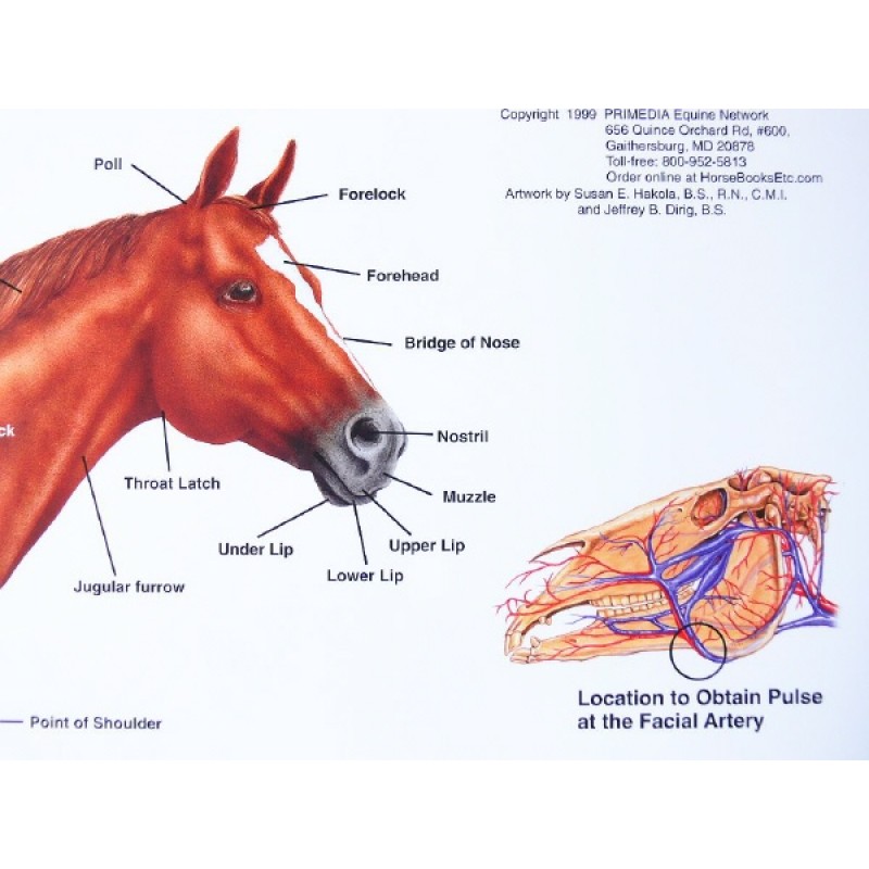 anatomie paard organen
