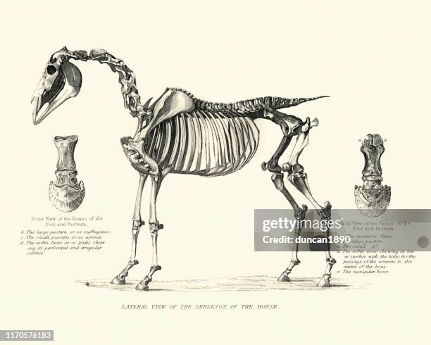 anatomie paard skelet
