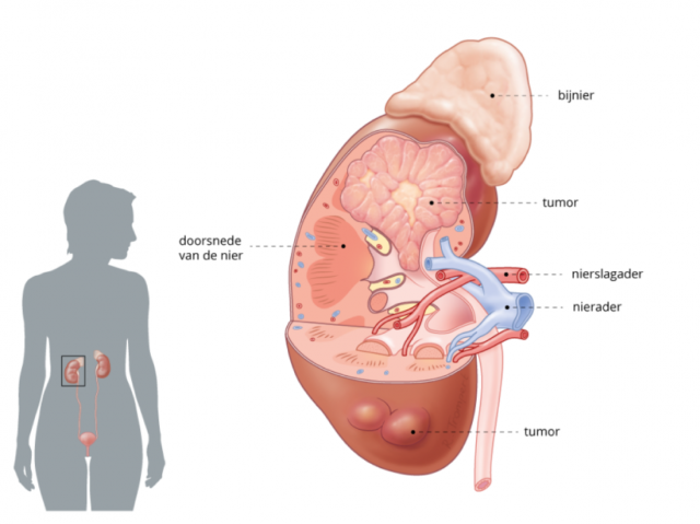 anatomie urologie
