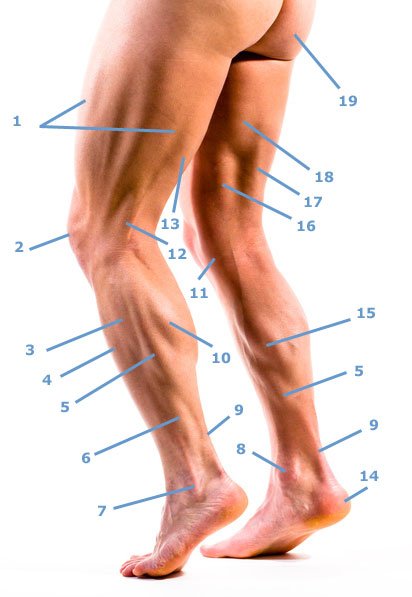 anatomie van beenspieren