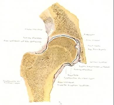 anatomie van de heup