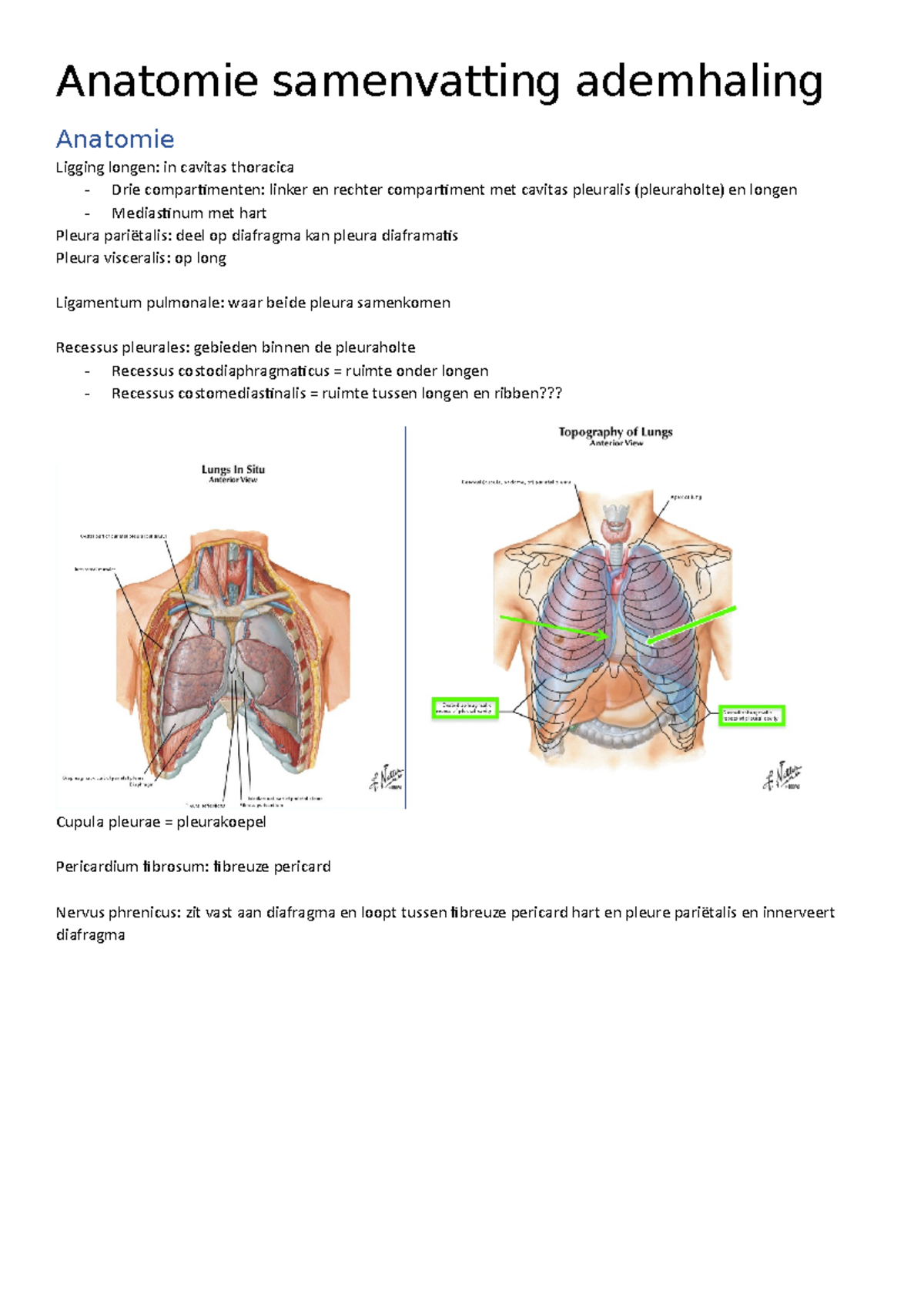 anatomie van de longen