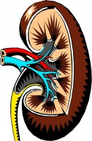 anatomie van de nier