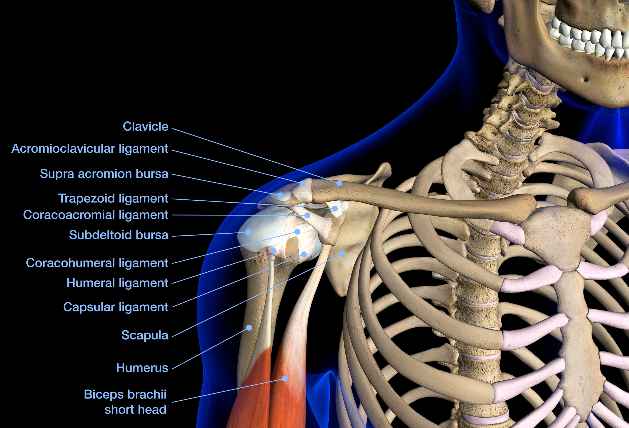 anatomie van de schouder