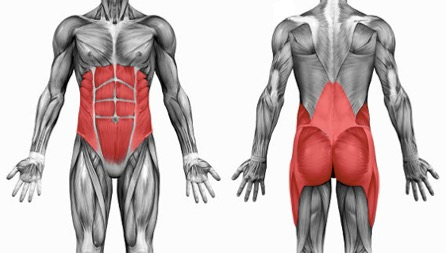 anatomie van fitness en krachttraining