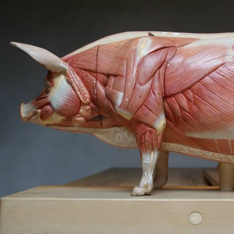 anatomie varken