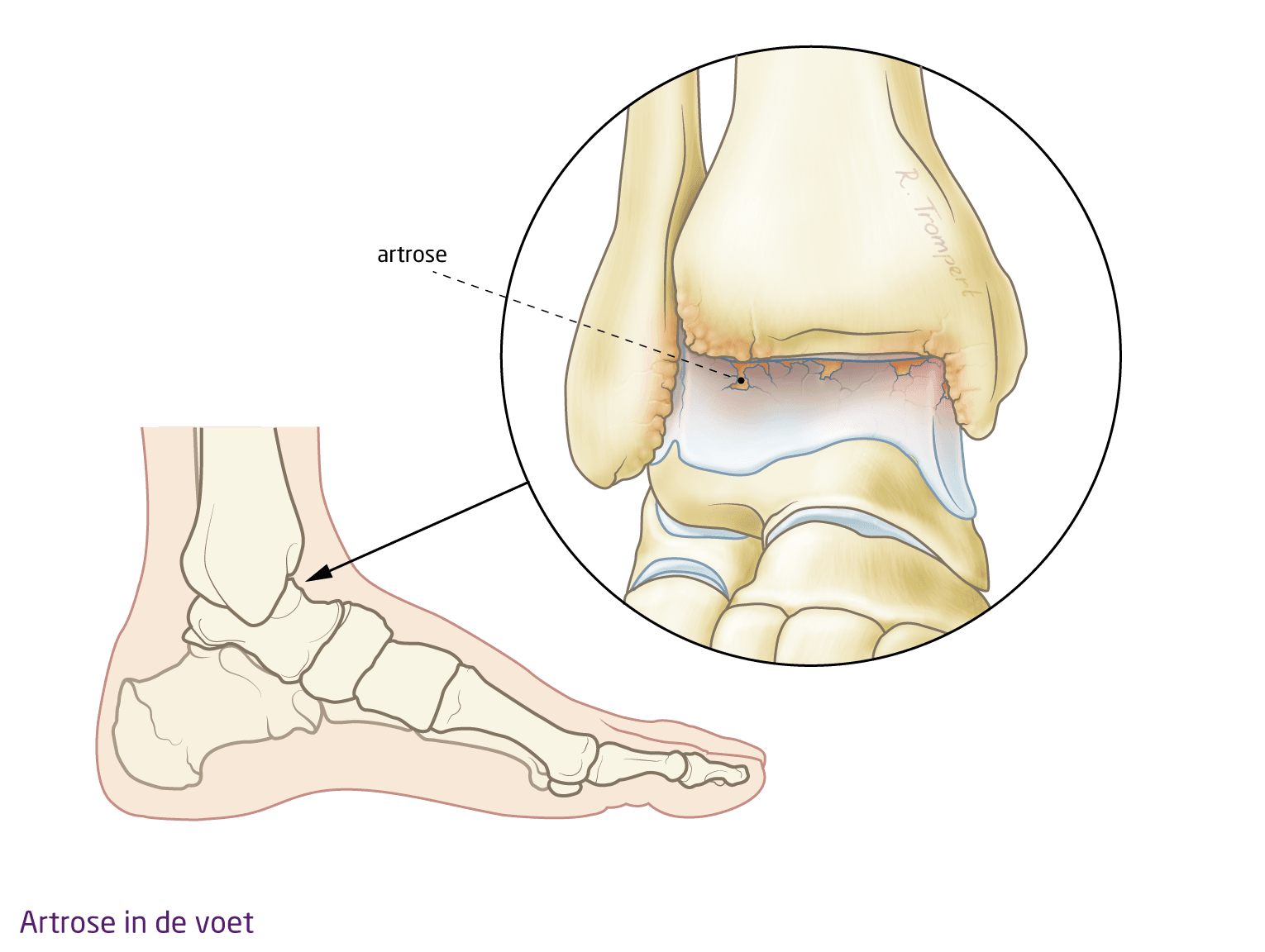 anatomie voet gewrichten