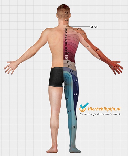 anatomie zenuwen