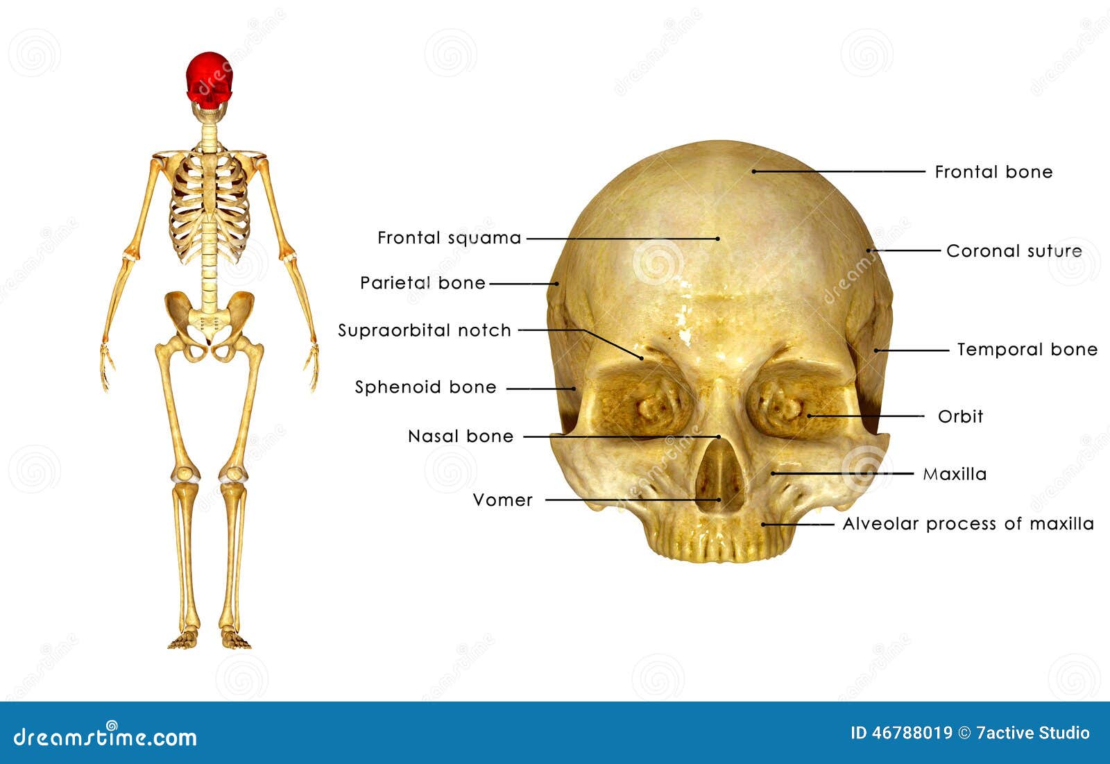 hoofd anatomie schedel
