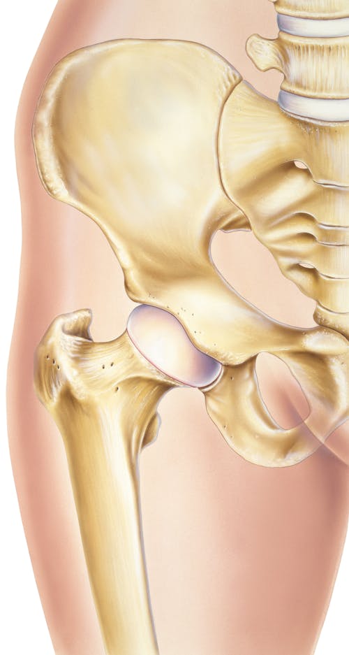 anatomie heup latijn