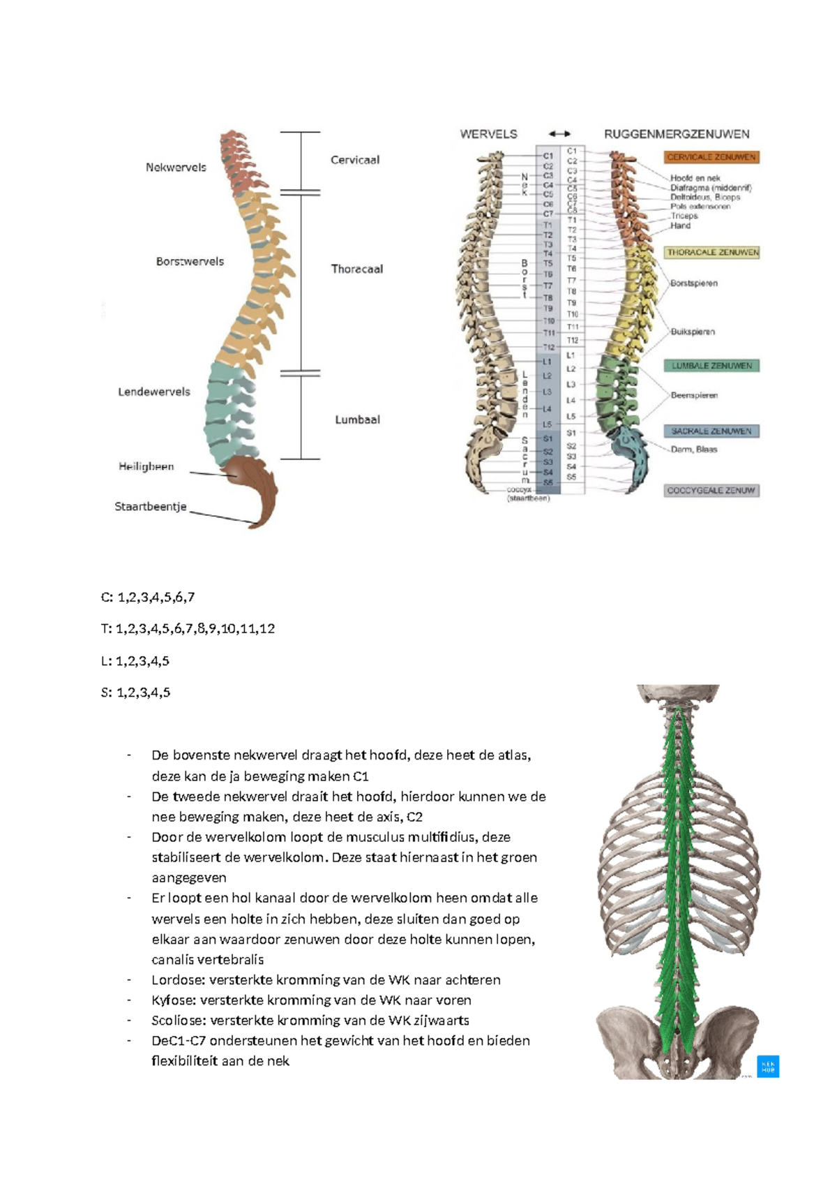 anatomie lumbale wervelkolom