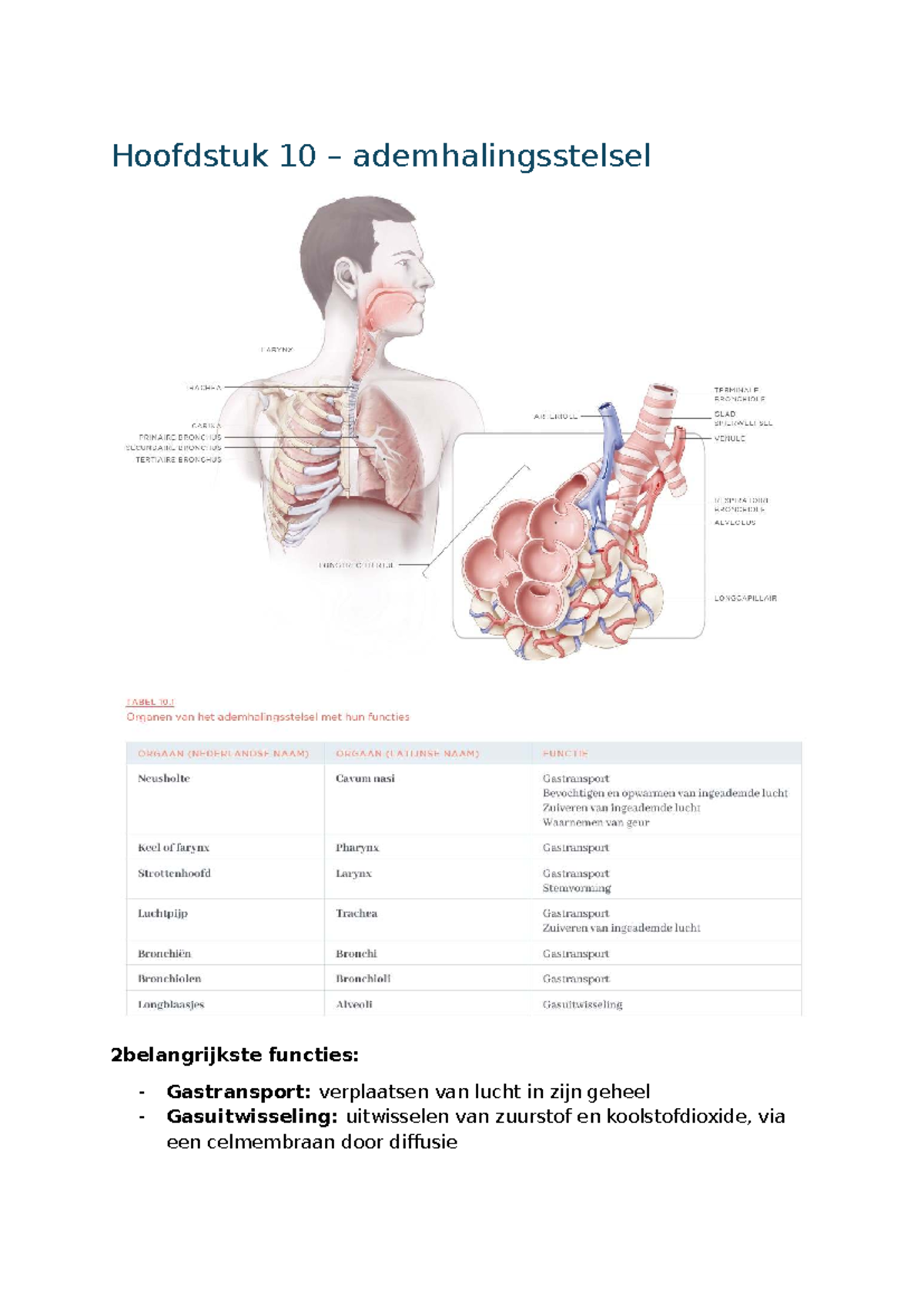 anatomie verpleegkundige
