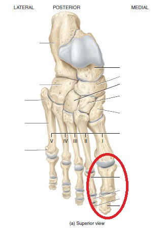 anatomie voet latijn