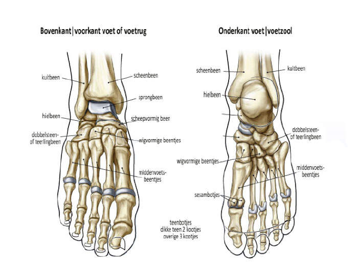 anatomie voetzool