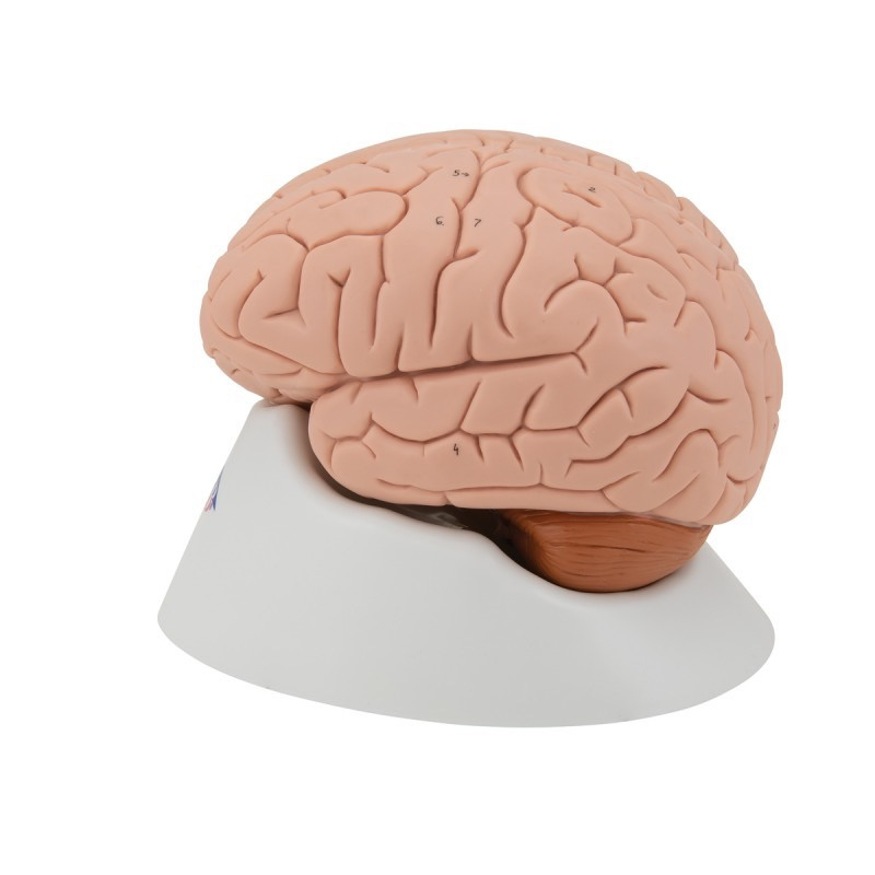 anatomisch model hersenen