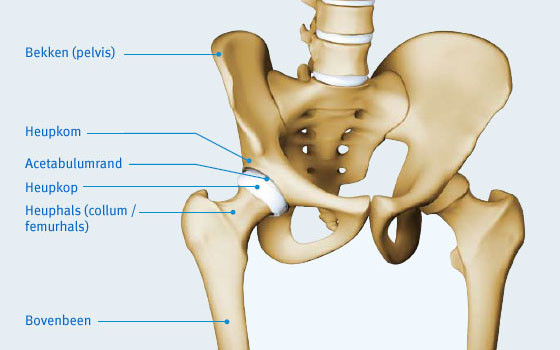 anatomie gewricht