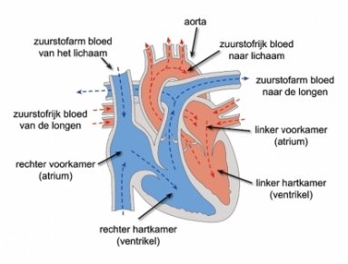 anatomie hart en bloedvaten