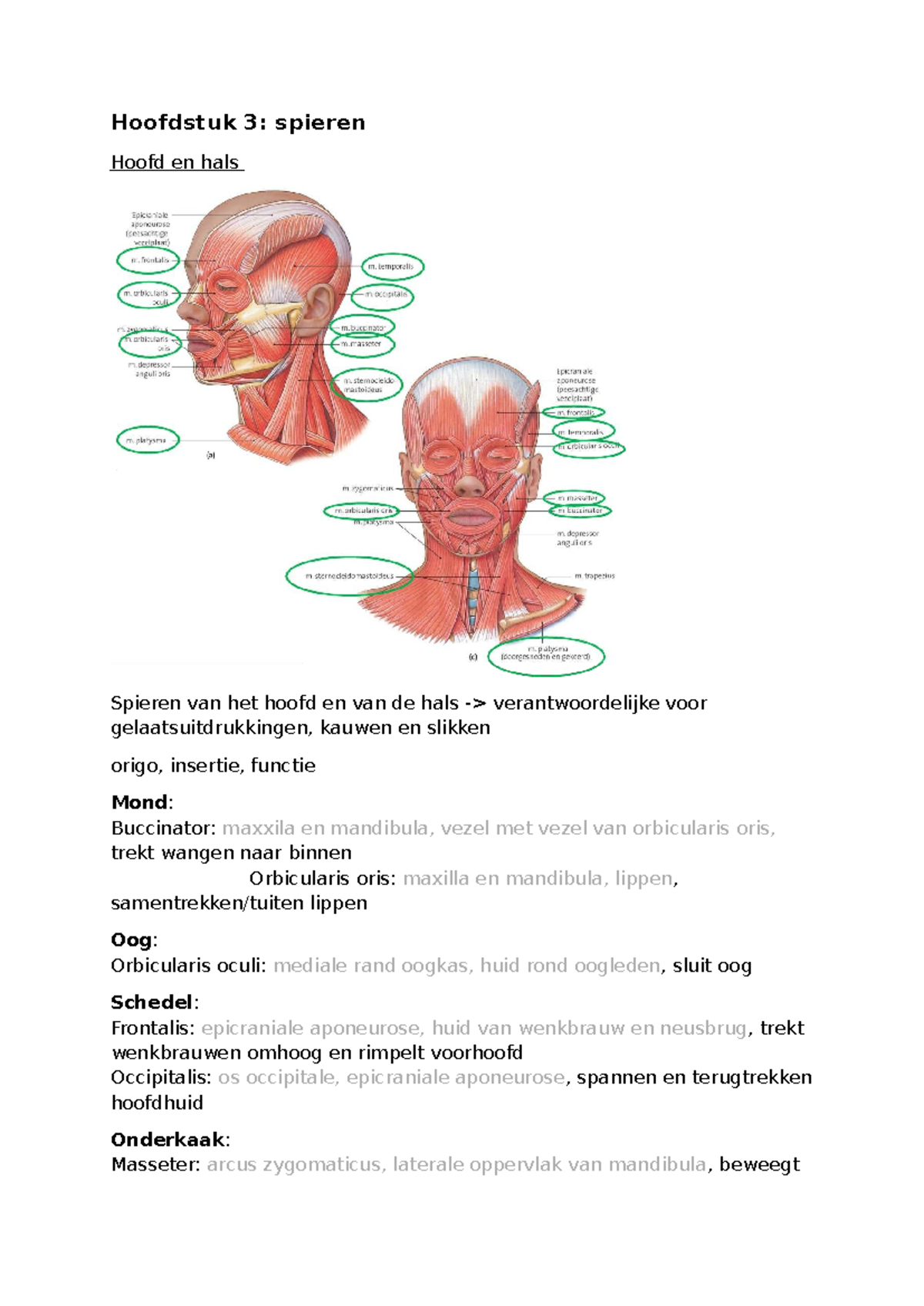 anatomie hoofd hals
