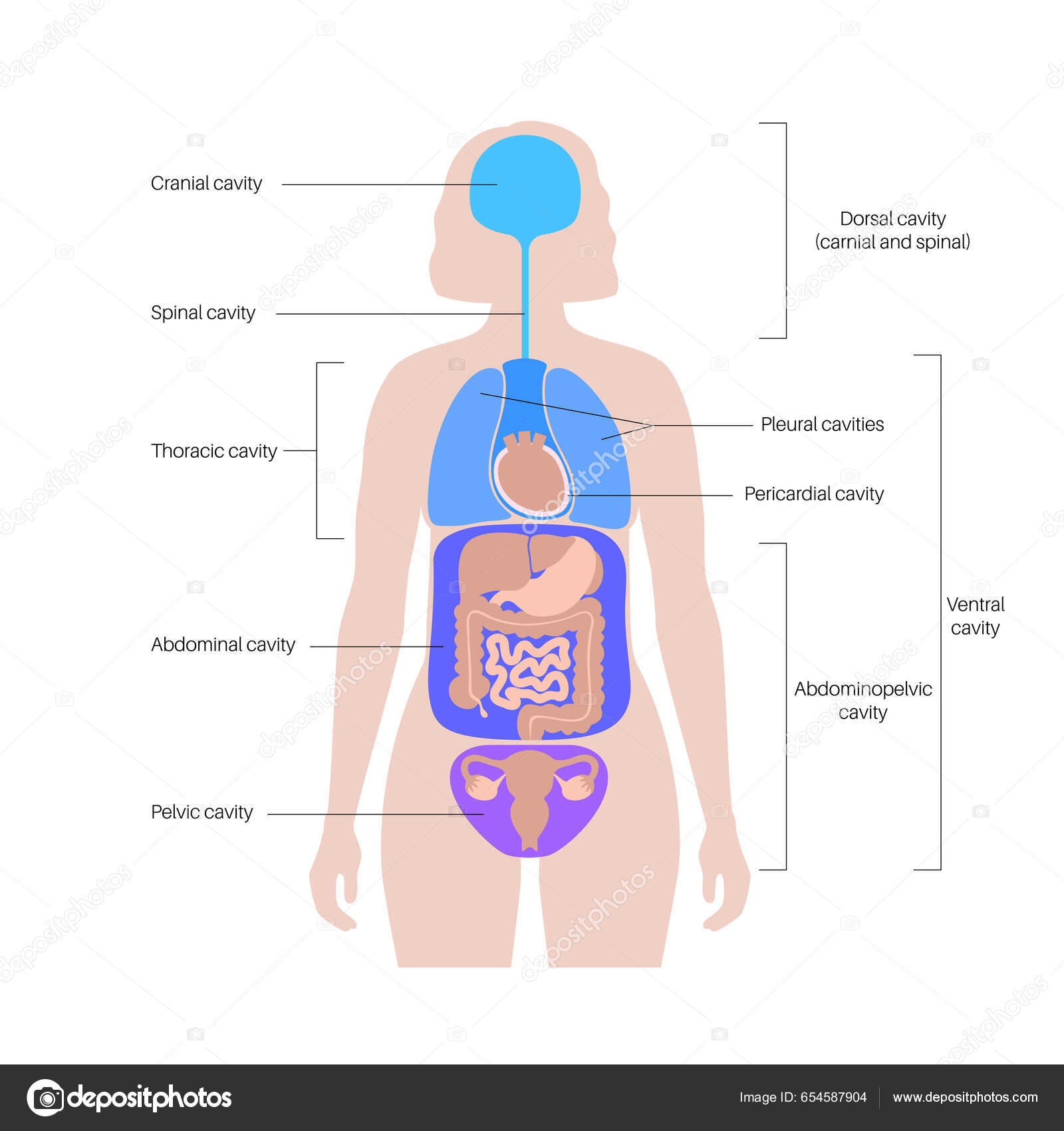 anatomie ingewanden