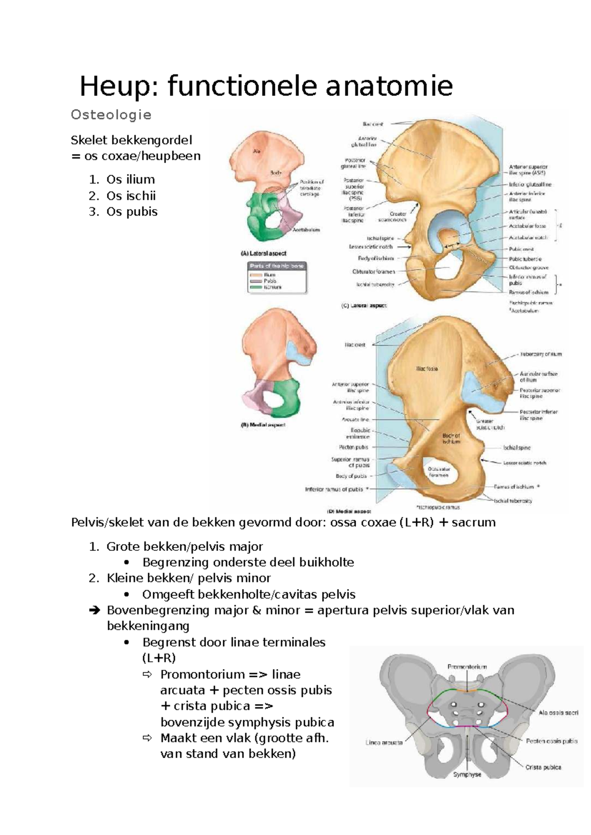 anatomie kleine bekken