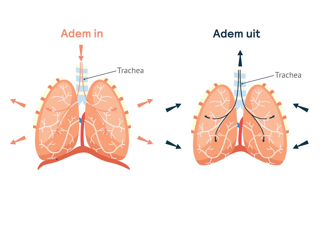 anatomie longen en luchtwegen