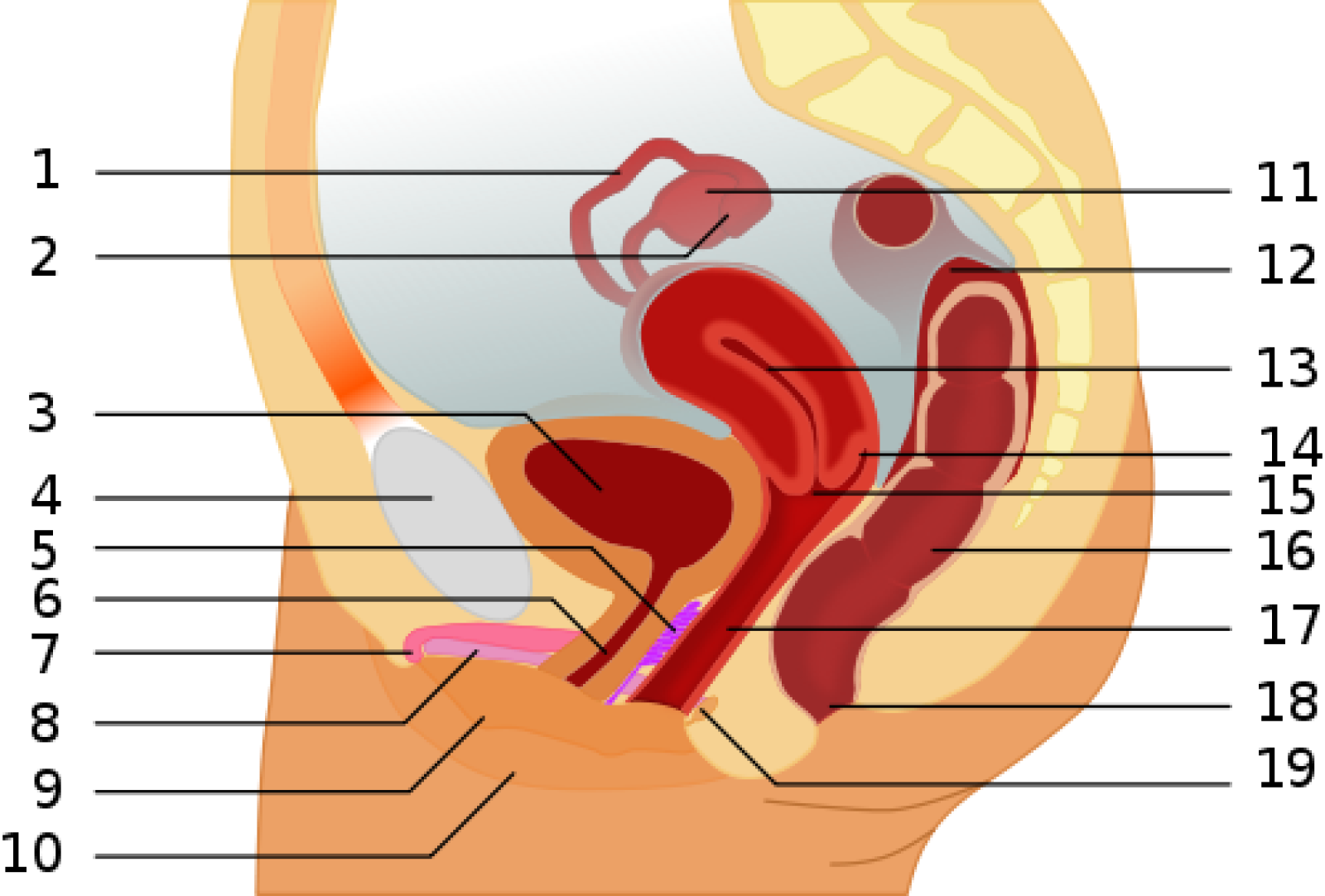 anatomie man onderbuik