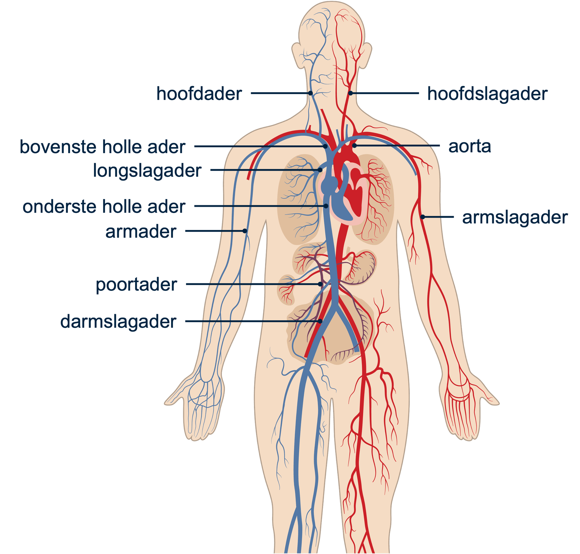 bloedvaten anatomie