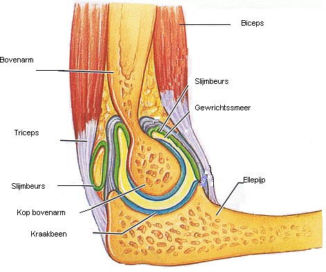 gewricht anatomie