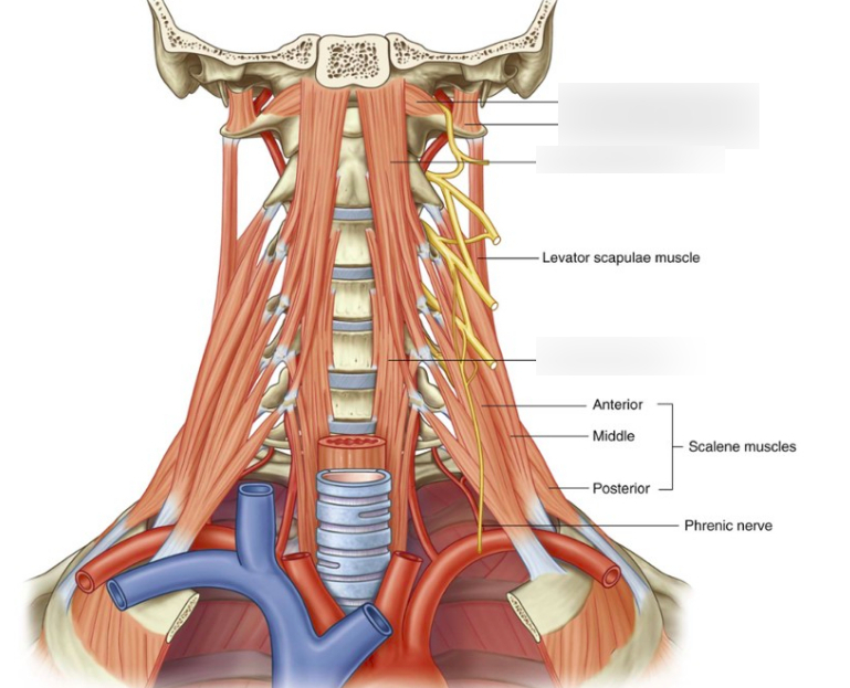 hoofd hals anatomie