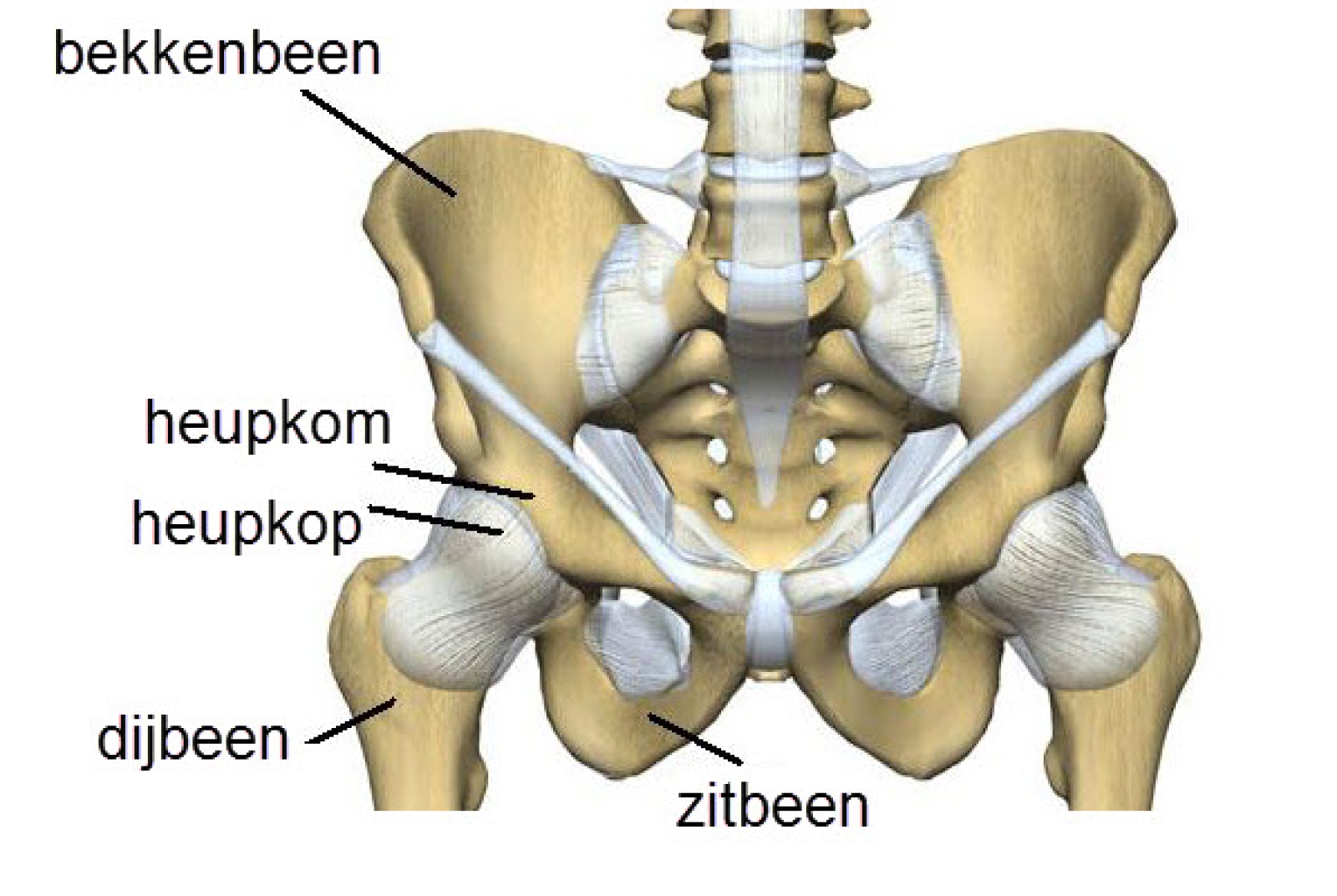 kleine bekken anatomie