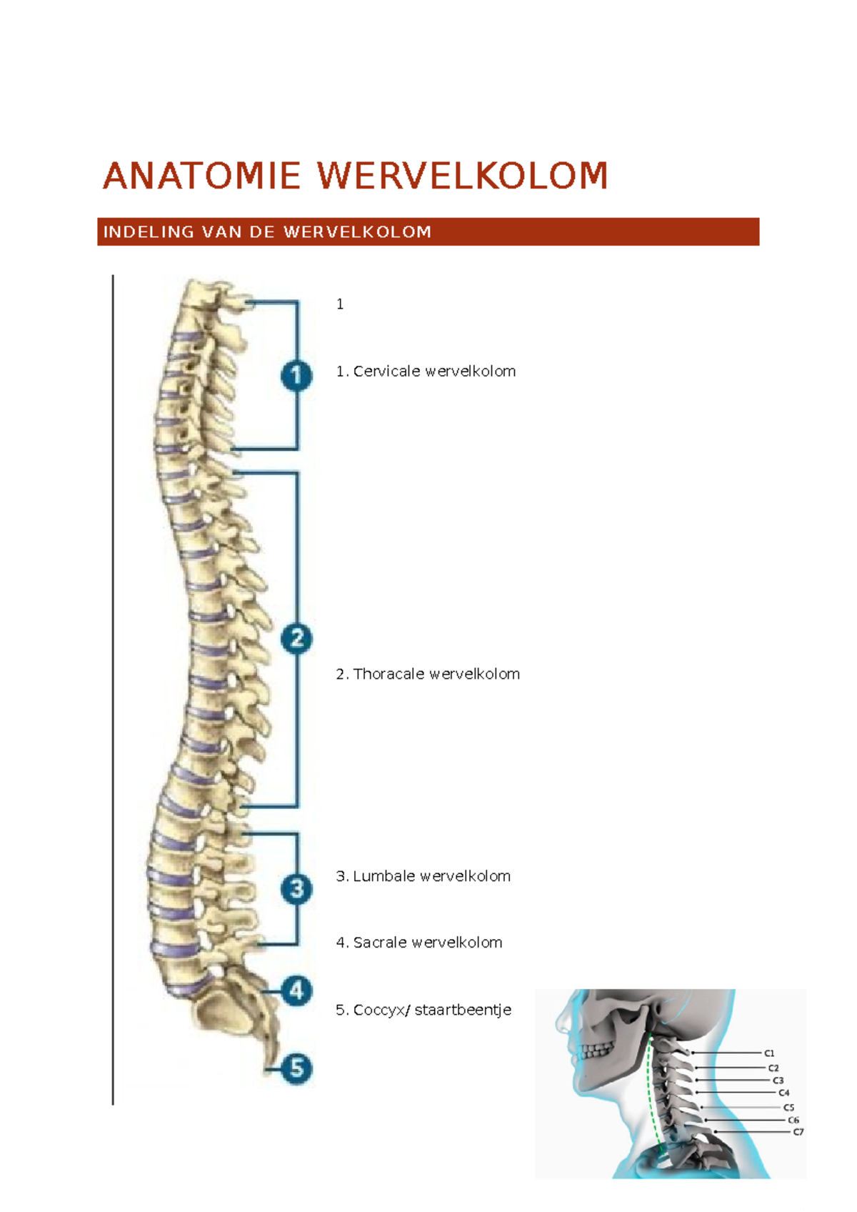 lumbale wervelkolom anatomie