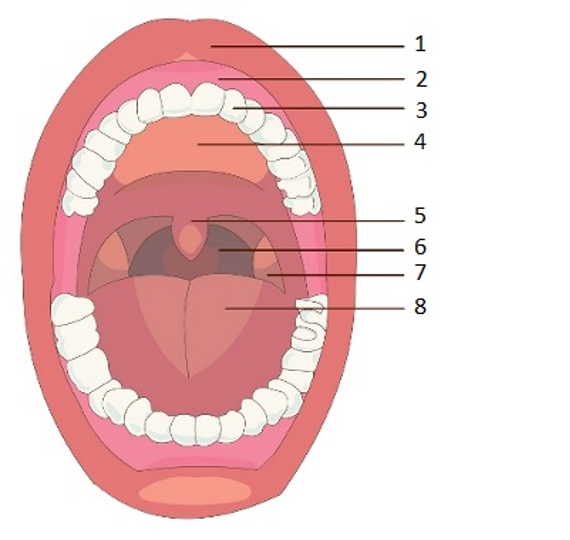 neusholte anatomie