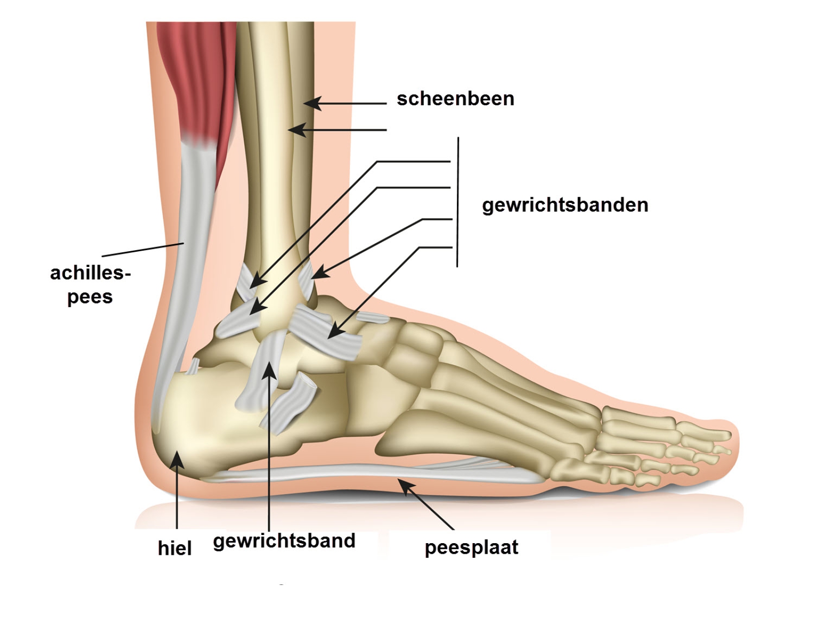orthopedie enkel