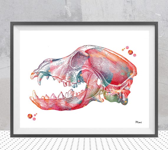 schedel hond anatomie