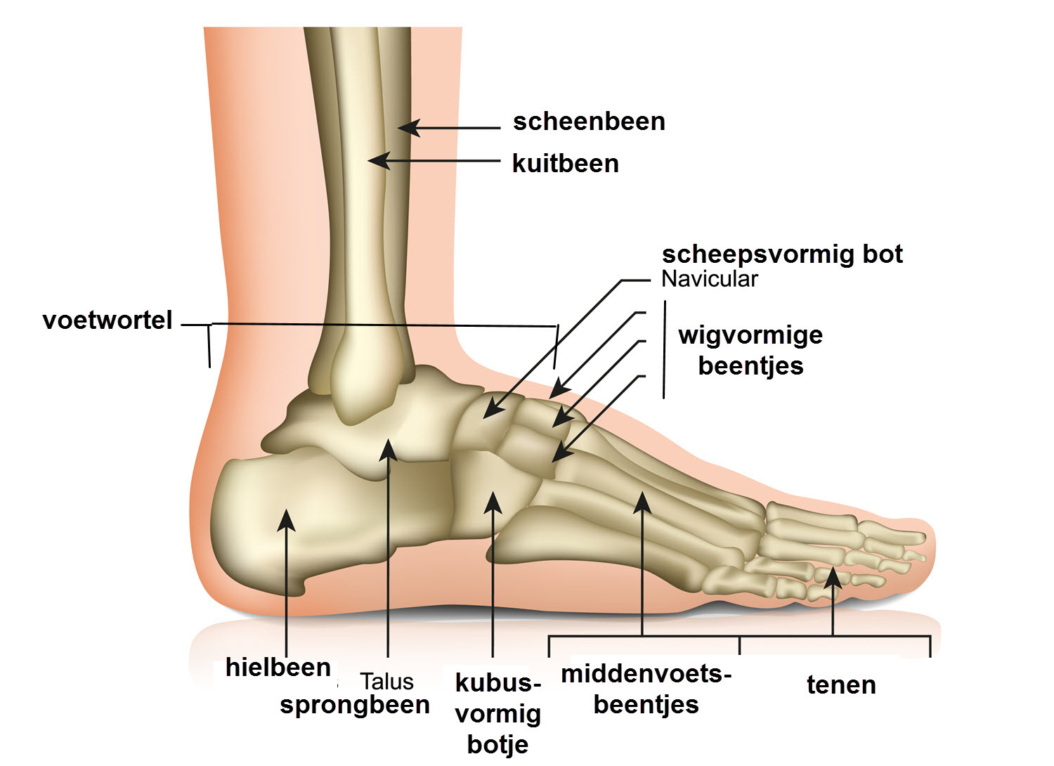 voet orthopedist